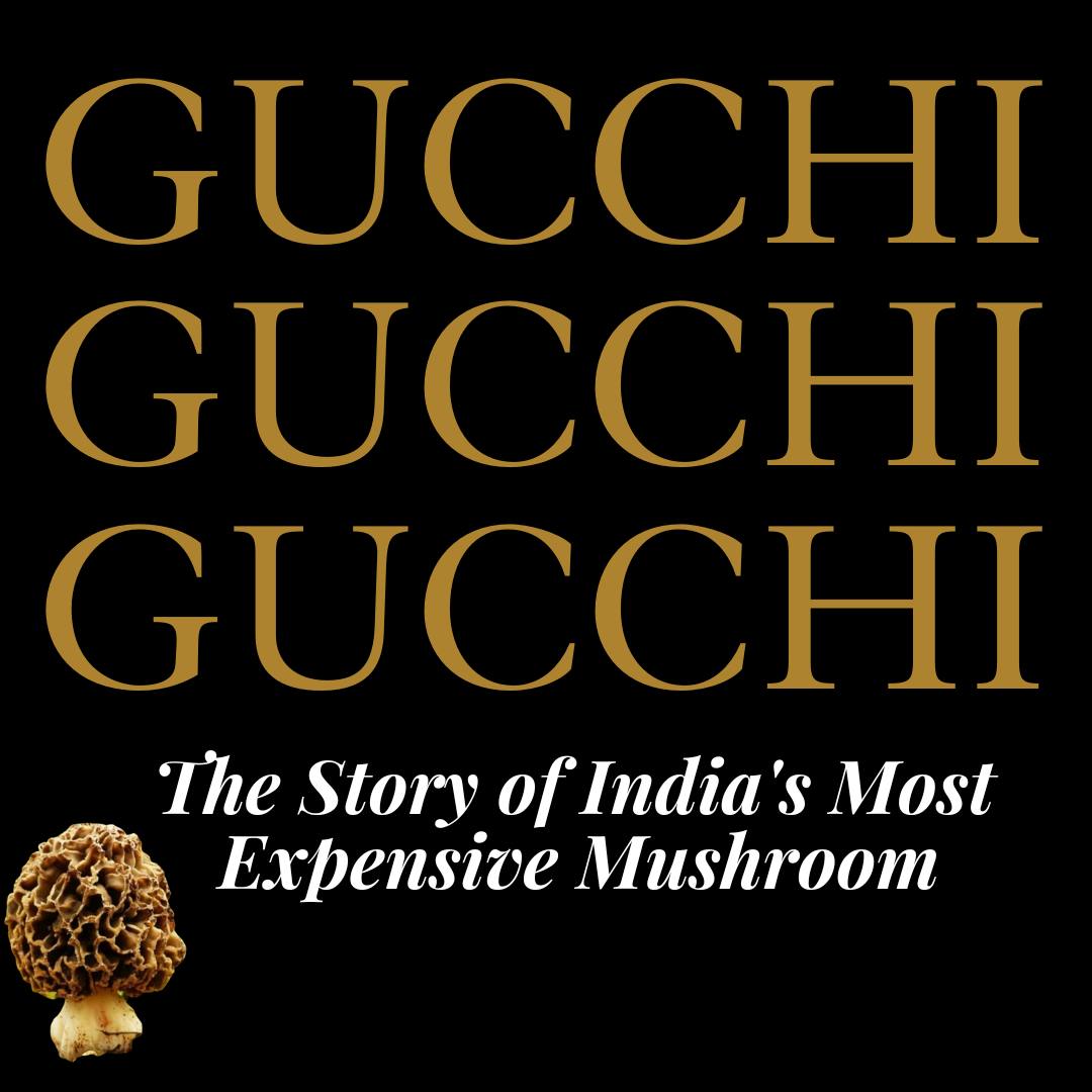 Read more about the article Who Wants to Join the Gucchi Gang?